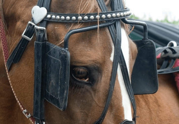 blog 78 blinders